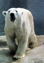 white polar bear